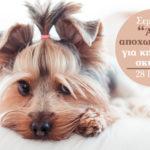 Σεμινάριο "Άγχος αποχωρισμού" για κηδεμόνες σκυλιών
