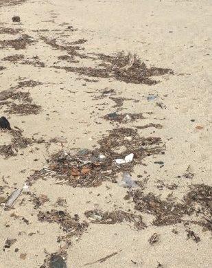 Καθαρισμός παραλίας Ρακοποτάμου στη Λάρισα